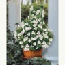 2.25" Pot, Arabian Jasmine, , large
