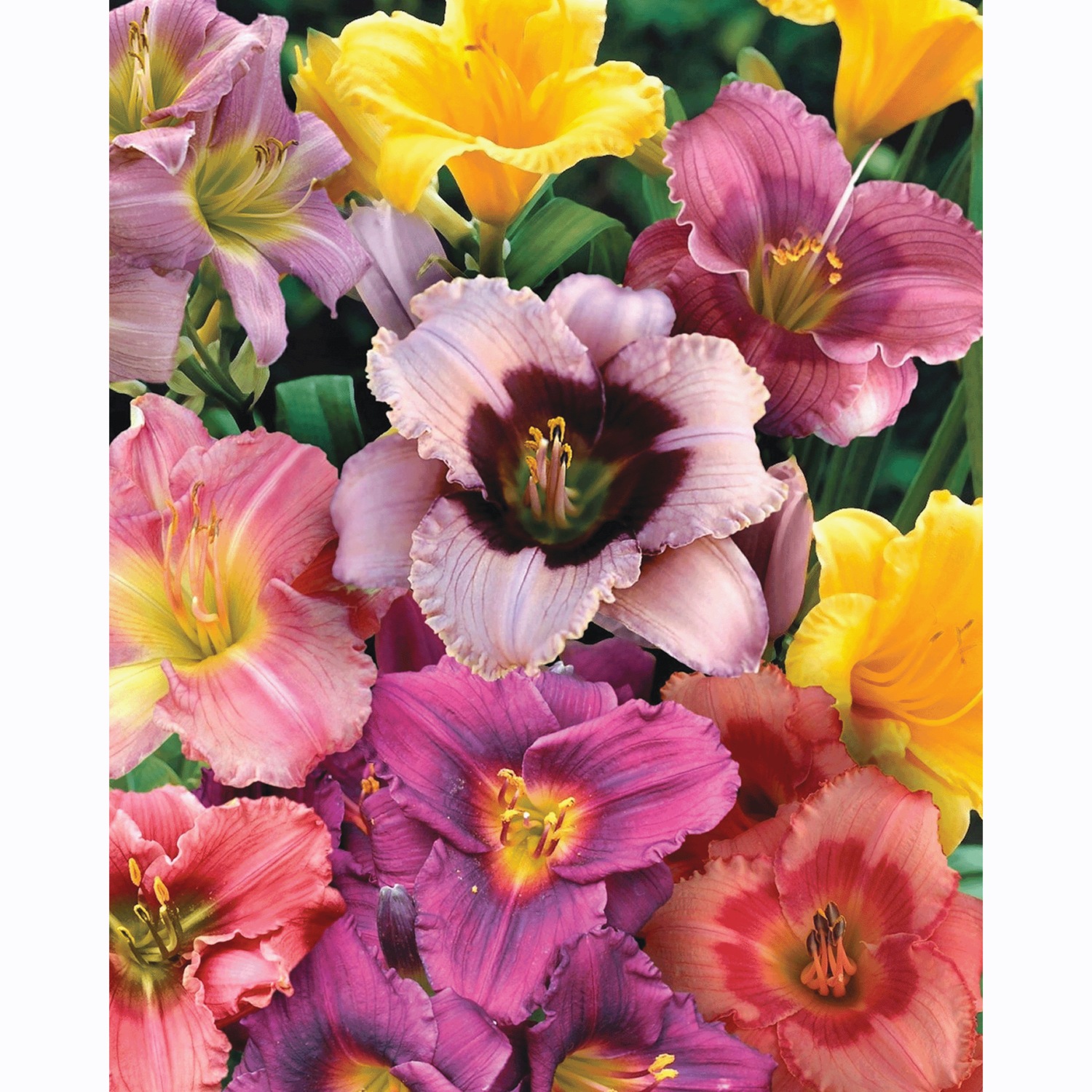2Piece Reblooming Daylily Mix Beauty Boutique