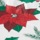Poinsettia